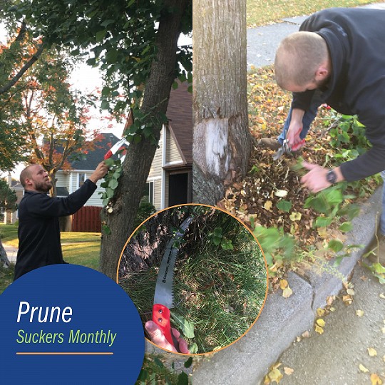 Prune Suckers Monthly