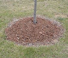 Tree with too much mulch.